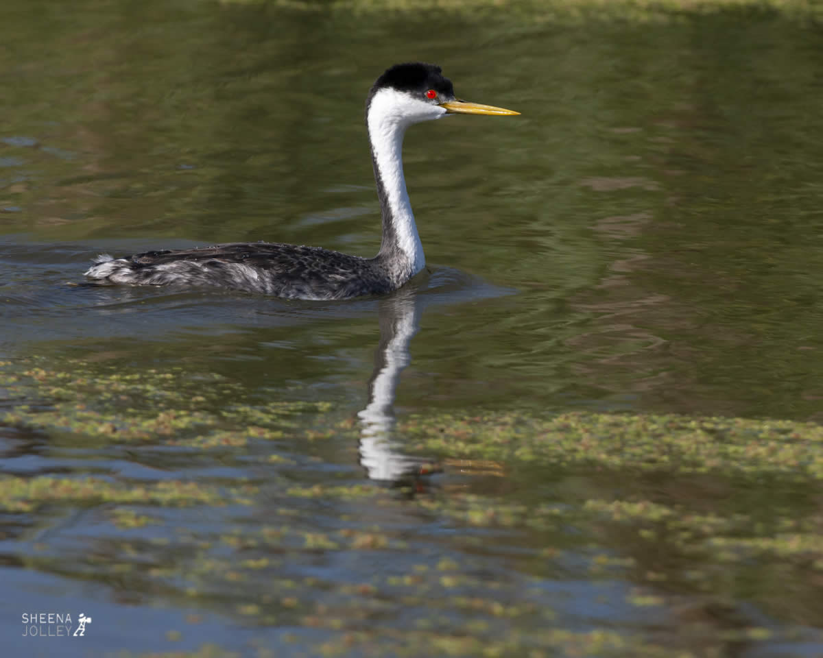 Clarks Grebe.jpg - Yellowstone & Utah